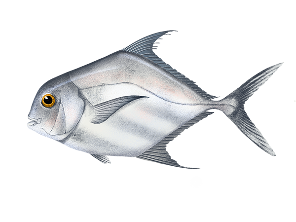 African Pompano