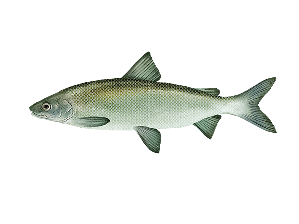 Alaska Whitefish
