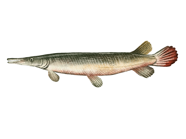 Alligator Gar
