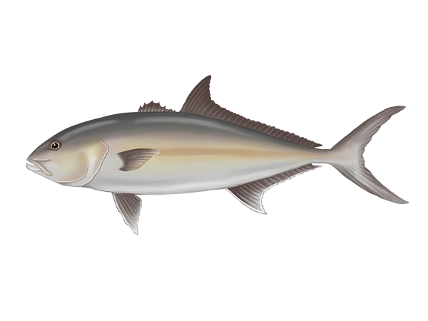 Greater Amberjack