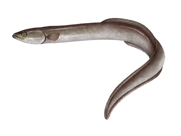 American Eel