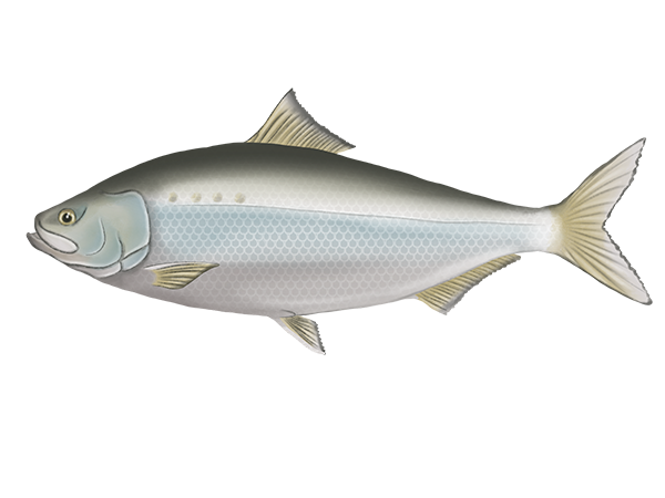 American Shad