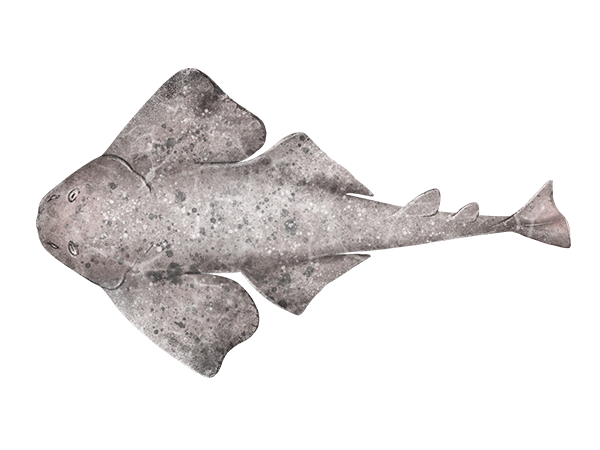Angel Shark