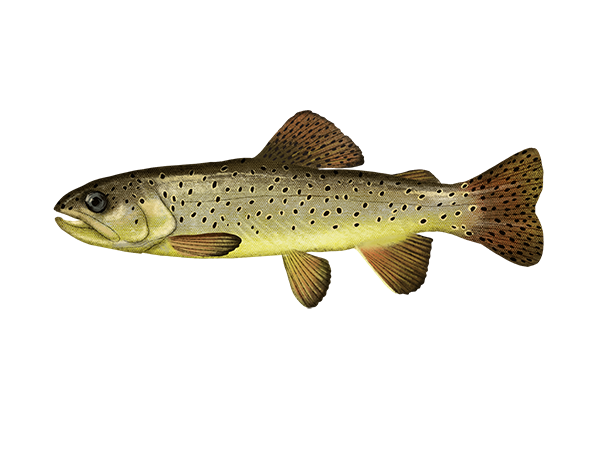 Apache Trout