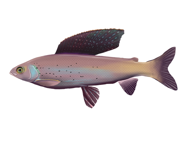 Arctic Grayling