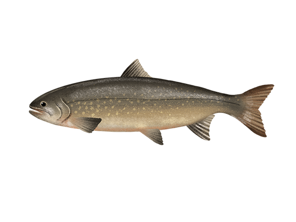 Arctic Char