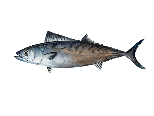 Atlantic Bonito