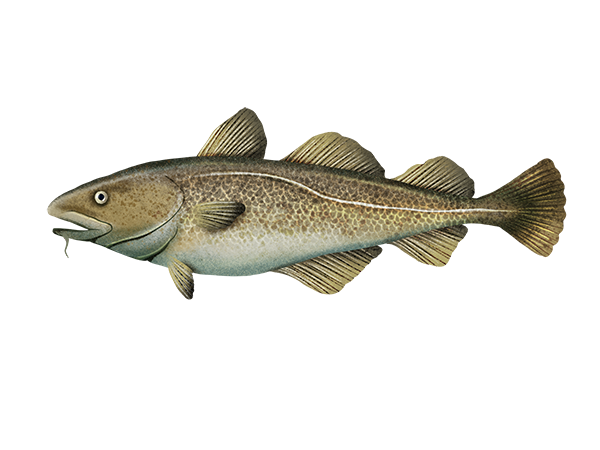 Atlantic Cod