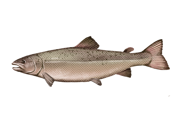 Atlantic Salmon