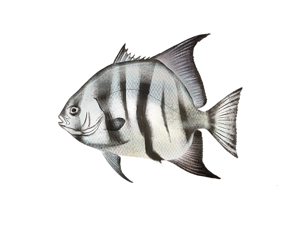 Atlantic Spadefish