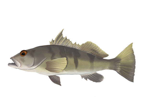 Barred Sand Bass
