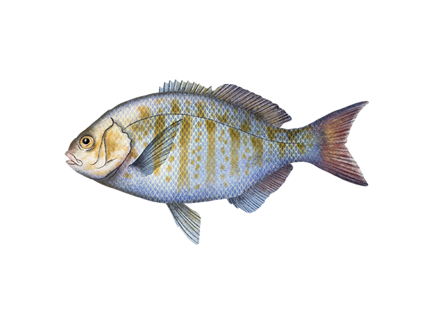 Barred Surfperch