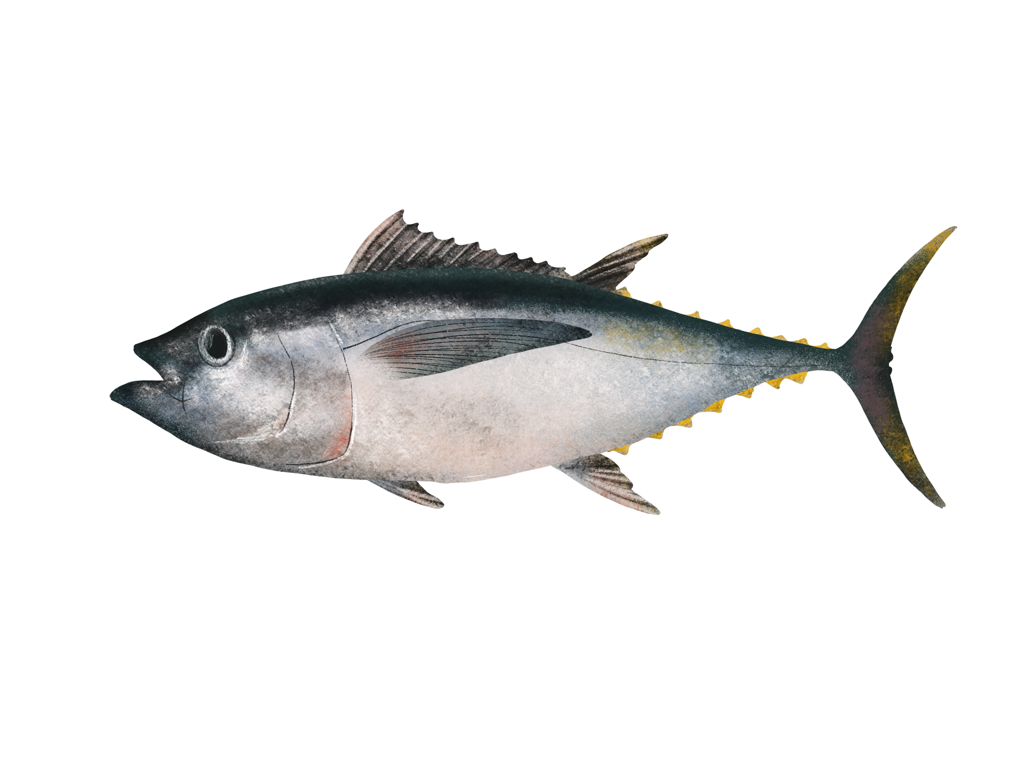 Bigeye Tuna