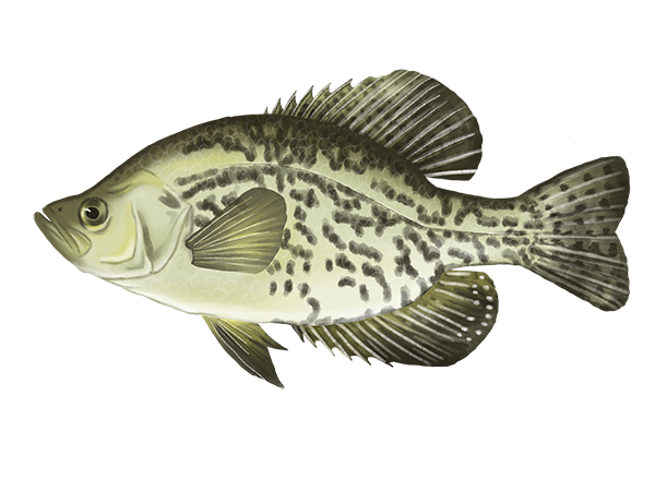 Black Crappie