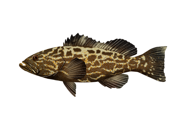 Black Grouper