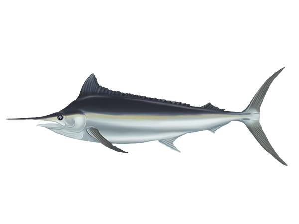 Black Marlin