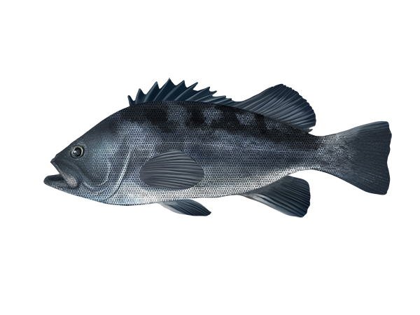 Black Rockfish