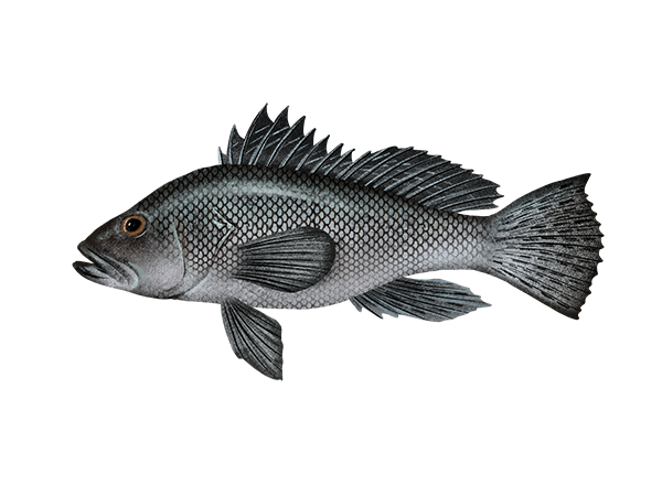 Black Seabass