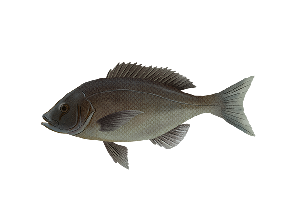 Black Snapper