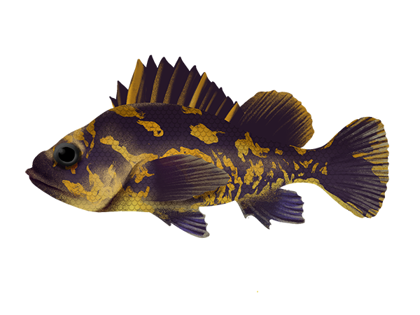 Black and Yellow Rockfish