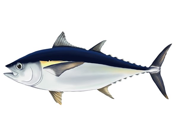 Blackfin Tuna