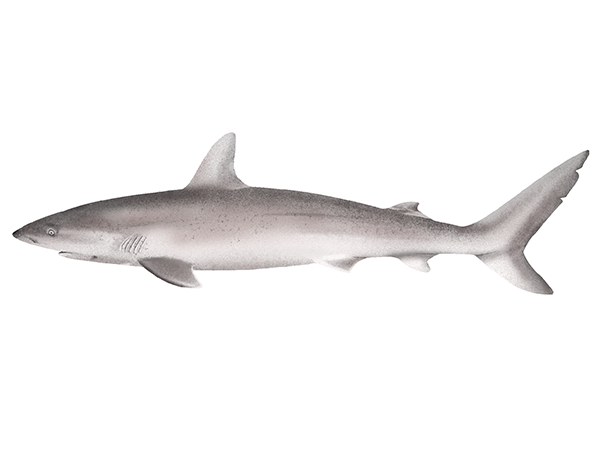 Blacknose Shark