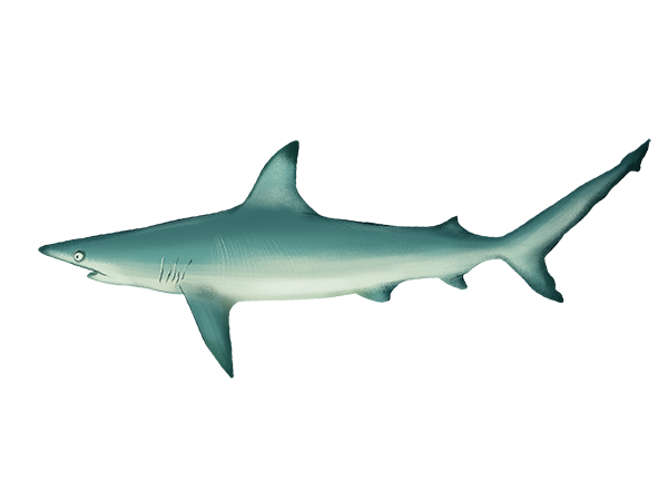 Blacktip Shark