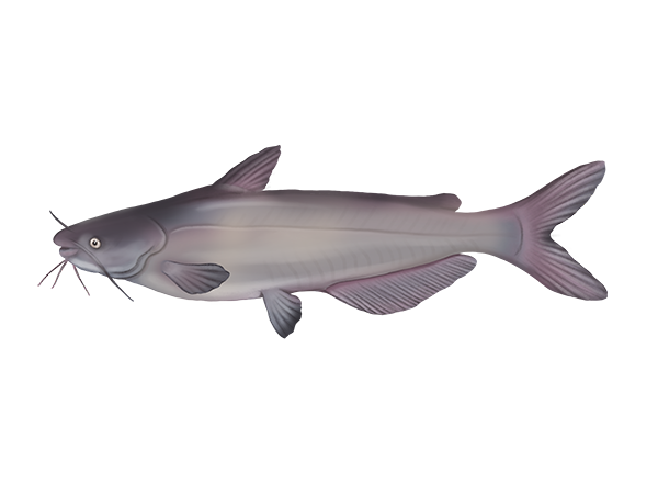 Blue Catfish