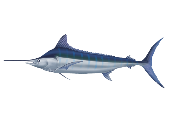 Blue Marlin