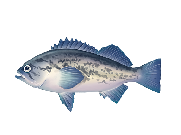 Blue Rockfish