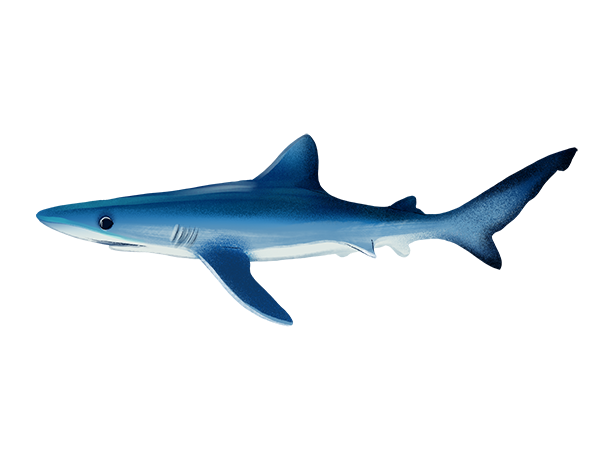 Blue Shark