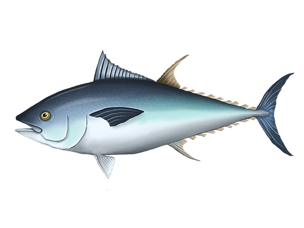 Bluefin Tuna