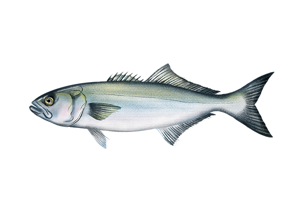 Bluefish
