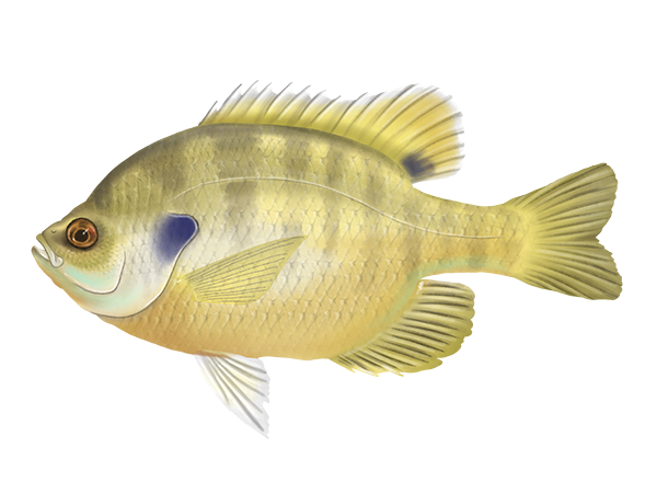 Bluegill