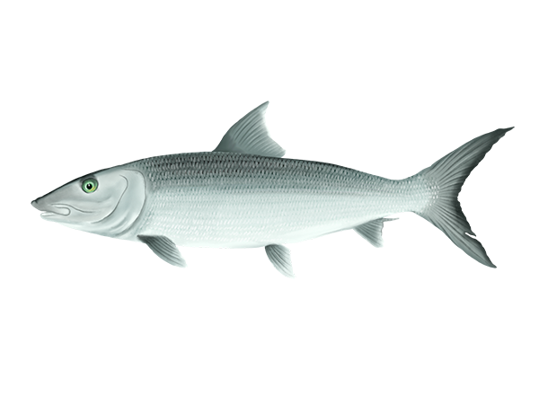 Bonefish