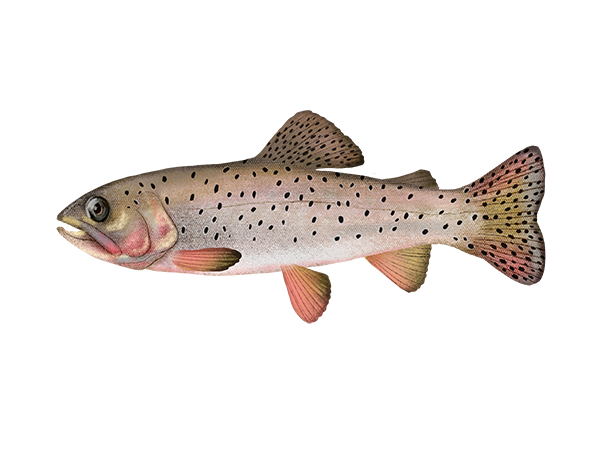 Bonneville Cutthroat Trout