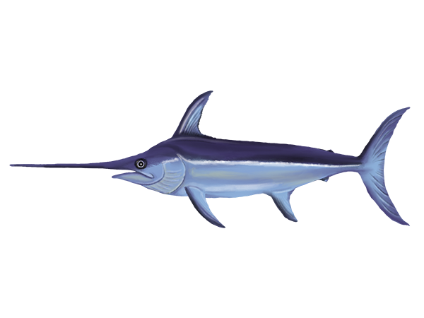 Broadbill Swordfish