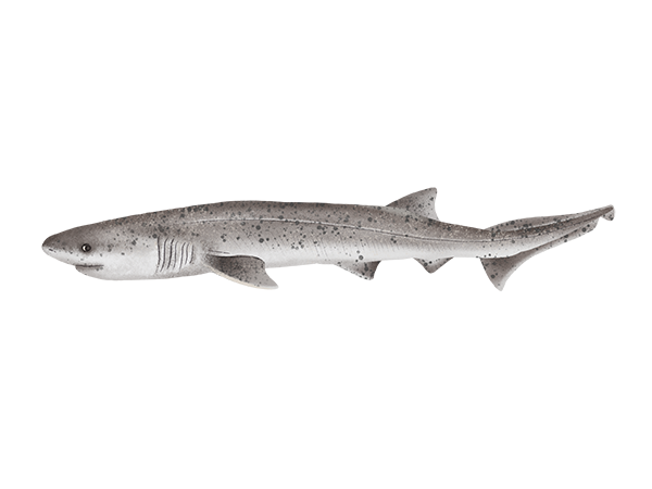 Broadnose Sevengill Shark