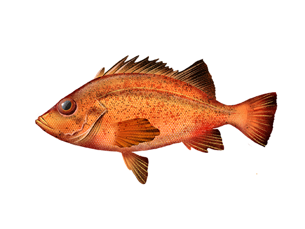 Bronzespotted Rockfish
