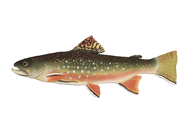 Brook Trout