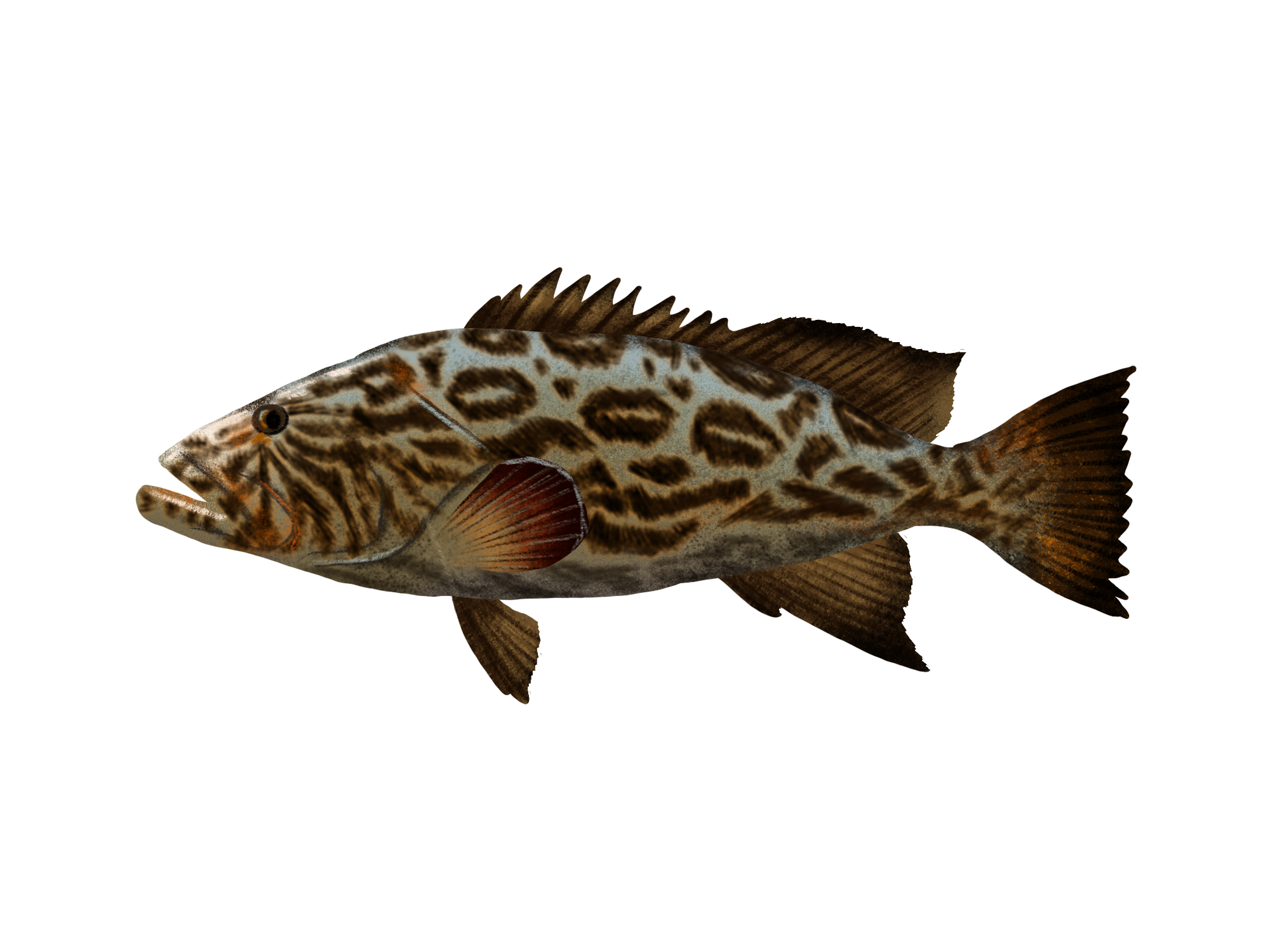 Broomtail Grouper