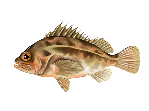 Brown Rockfish