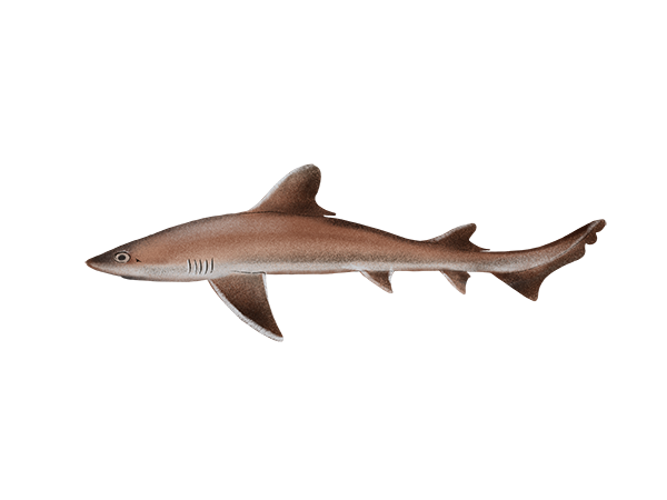 Brown Smoothhound