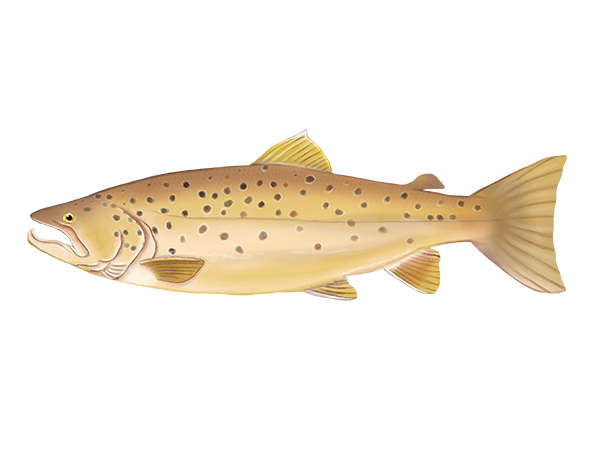 Brown Trout