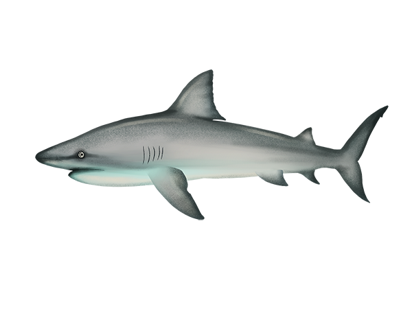 Bull Shark