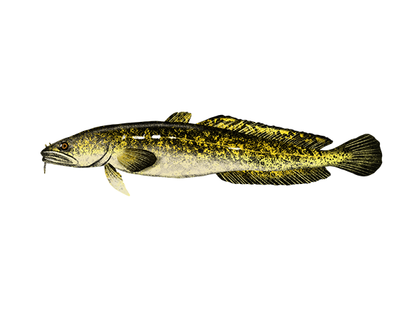 Burbot