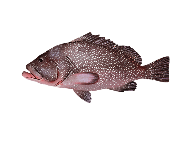 Calico Grouper