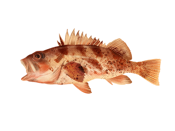 Calico Rockfish
