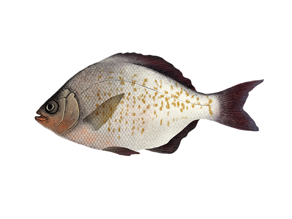 Calico Surfperch