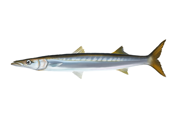 California Barracuda